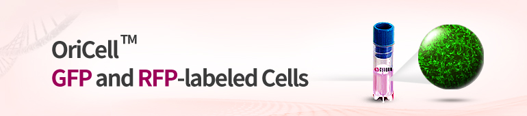 蛍光標識幹細胞