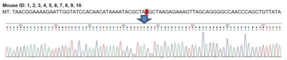 Figure 1. Prkdcscid mutation is produced by TAT → TAA in exon 84 of Prkdc gene