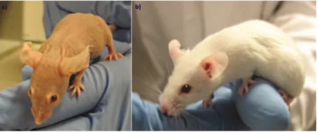 ヌードマウス Balb C Nude 特徴 応用 販売 サイヤジェン株式会社 Cyagen