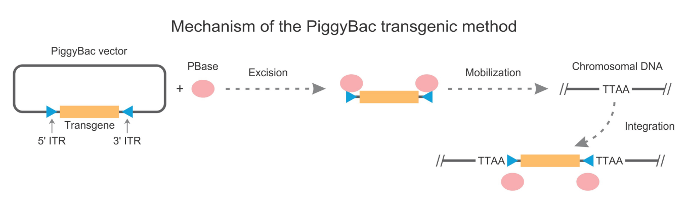 PiggyBac遺伝子組み換え | Cyagen Japan