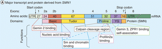 図1. SMN1の構造