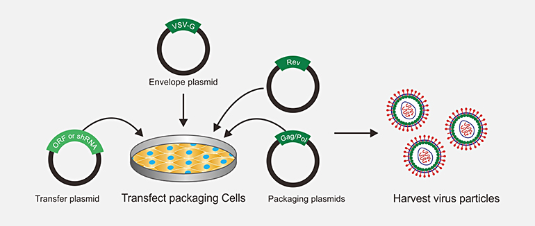 レンチウイルス パッケージング