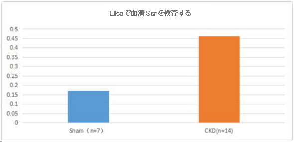 図2.ダミー手術組（Sham）に比べ、モデル組（CKD）のマウス血清でのBun、Scr濃度が著しく上昇した