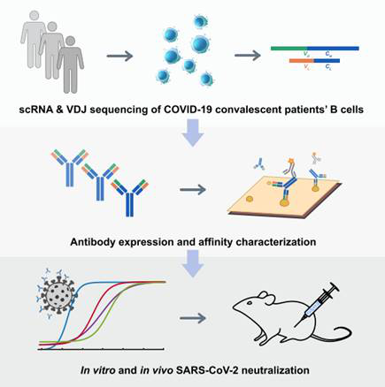 SARS-CoV-2中和抗体の発生