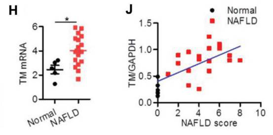 図1.　正常個体とNAFLD患者の肝臓TMEM16A mRNAのレベル（H）