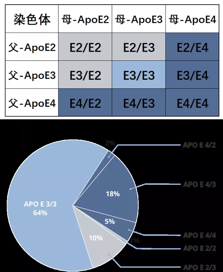 図2. APOE多形性の群衆における分布