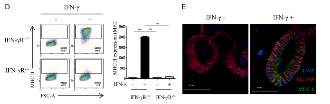 Figure 2D-E. Flow cytometry (D) and immunofluorescence experiments (E) showed that after IFN-γ stimulation, the expression level of MHC II on the organoids IECs derived from IFN-γR+/+ mice increased significantly, while MHC II expression was not available on the organoids IECs derived from IFN-γR−/−mice