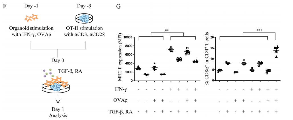 Figure 2F-G. Co-culture experiment (F); MHC II expression on IECs (G left); DP ratio in SP OT-II cells (G right).