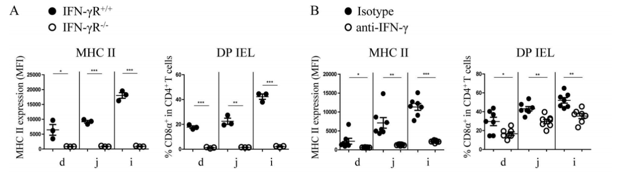 Figure 2. IFN-γ can strongly induce the expression of MHC II in non-hematopoietic cells (such as IECs)