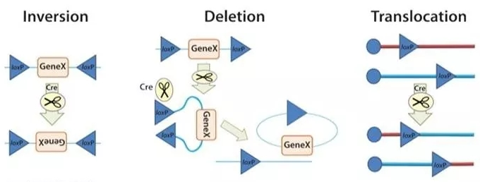Cre/loxPシステムの遺伝子組み換え原理