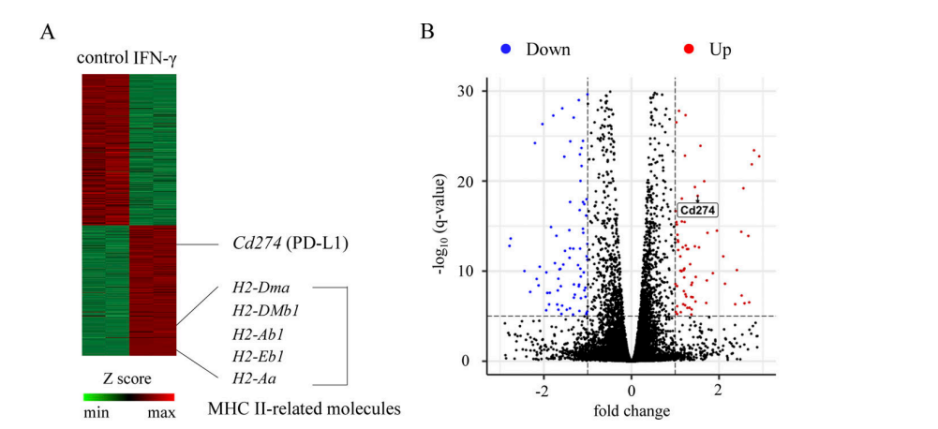 Figure 3A-B. Heatmap of differentially expressed genes (A) and volcano plot (B).