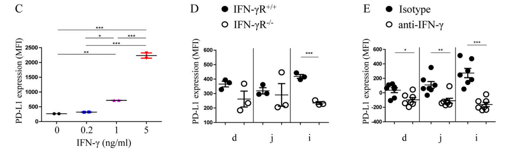 Figure 3C-E. (C) The expression quantity of PD-L1 in small intestinal organoids after IFN-γ treatment at varying concentrations; (D) The expression quantity of PD-L1 in IFN-γR−/−mice decreased significantly compared with IFN-γR+/+mice; (E)The expression quantity of PD-L1 on IECs decreased significantly after injection of anti-IFN-γ antibody in IFN-γR+/+mice.
