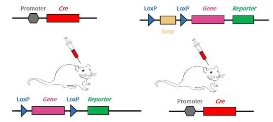 図3.　AAVウイルスパッケージDNAとマウスを組み合わせて条件付き発現を行う