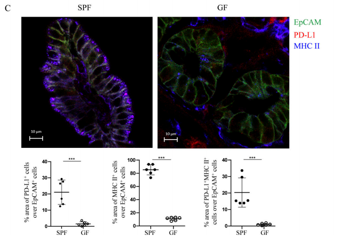 Figure 4C. According to immunofluorescence experiment, most IECs in the ileum of SPF mice expressed MHC II, and 20% expressed PD-L1, while in GF mice, the expression of MHC II and PD-L1 were significantly reduced.