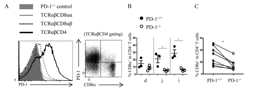 Figure 5A-C. (A) The expression of PD-1 in different IEL subgroups in C57BL/6 wild-type mice. When SP IELs differentiated into DP IELs, the PD-1 expression decreased. (B) Compared with PD-L1+/+ mice, the proportion of DP IELs decreased significantly in the small intestines of PD-L1−/− mice. (C) After 1:1 mixing splenic CD4+T cells from PD-L1+/+ and PD-L1−/− mice, they were transplanted into RAG-1−/− recipient mice. The proportion of DP IELs from PD-L1−/− CD4+ T cells decreased significantly.