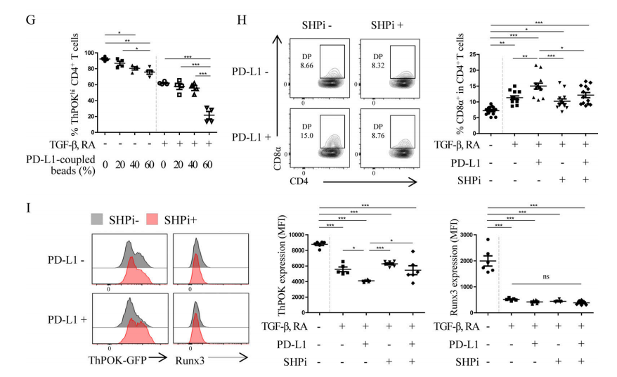 Figure 5G-I. (G) After in vitro co-culture of CD4+T cells, TGF-β, RA, and PD-L1 for 3 days, the proportion of ThPOKhi cells was determined. PD-L1 mediated the down-regulation of ThPOK expression. (I-H) After in vitro co-culture of CD4+T cells, TGF-β, RA, PD-L1 and SHP inhibitor (SHPi) for 3 days, the proportion of DP IELs and the expression levels of ThPOK and Runx3 were determined.