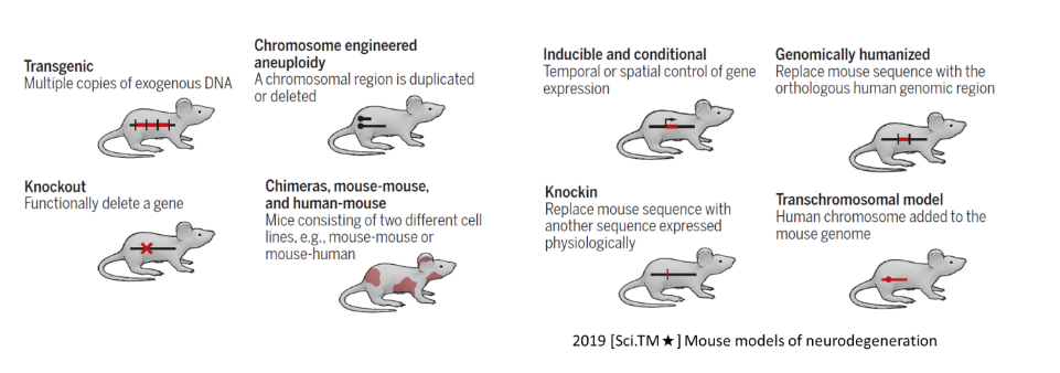 図5. 神経分野における一般的タイプの遺伝子編集マウス
