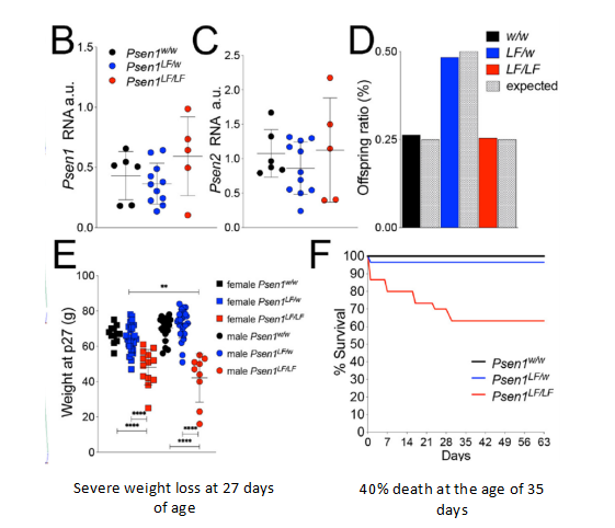 図7.　PS1のホモ突然変異がラットの体重と生存率を減少する【1】