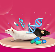 ヒト化抗体マウス