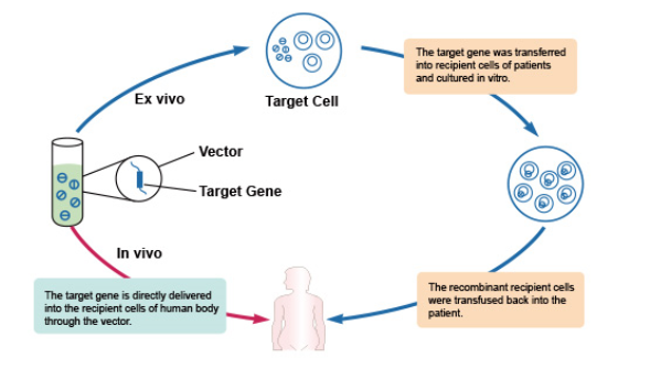 動物モデルとウィルスベクターの遺伝子治療における応用 | Cyagen Japan