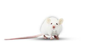 BALB/cマウスとC57BL/6の特徴と選択 | サイヤジェン株式会社(Cyagen)