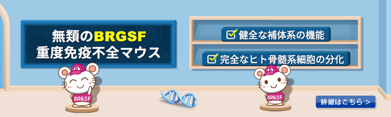 BRGSF重度免疫不全マウス