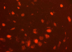 None Strain C57BL/6 Mouse Neural Stem Cells with GFP MUAES-01201