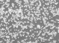 None Wistar Fetal Rat Cortex Neuros WCCFN-00001-2