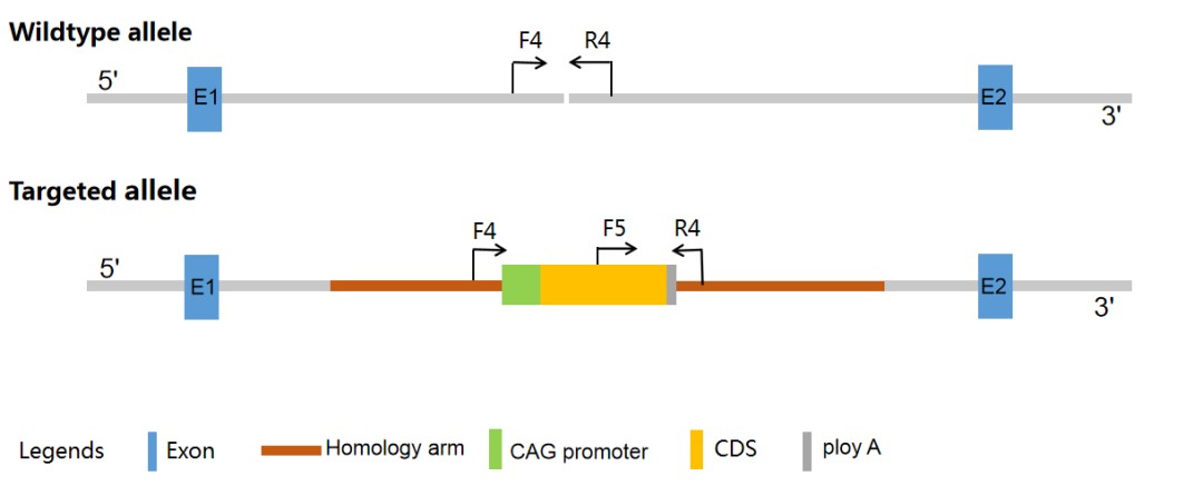 ホモ・ヘテロ遺伝子型の同定-プライマーの設計