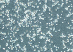None Sprague-Dawley (SD) Fetal Rat Hippocampus Neurons SHCFN-00001