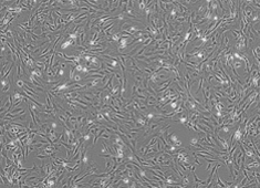 None Strain ICR Mouse Embryonic Fibroblasts, Irradiated (MEF) MUIEF-01002-1