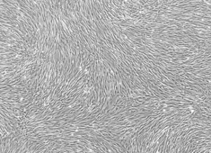 None Dog Adipose-Derived Mesenchymal Stem Cells CAXMD-01001