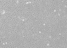 None Dog Mesenchymal Stem Cells CAXMX-01001