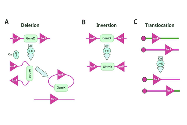 Cre-loxPが遺伝子組み換えを誘導する方式である。ノックアウト（A）、反転（B）、転座（C）