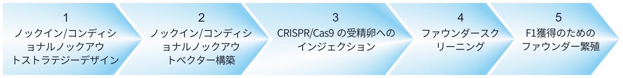 コンディショナルノックアウトラットサービスの流れ