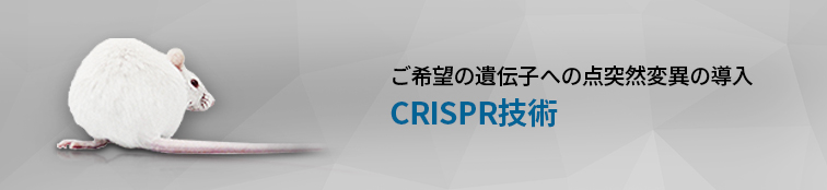 CRISPR/Cas9 点突然変異ラット