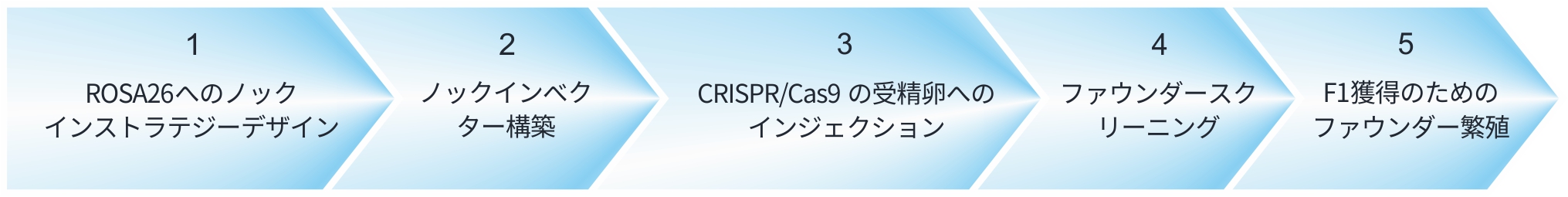 ノックインマウス(ROSA26)サービスの流れ