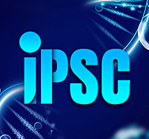 iPS細胞 疾患モデル：CRISPR編集と安定的なトランスフェクション