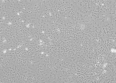 None Fischer 344 (F344) Rat Astrocytes FCCAC-00001