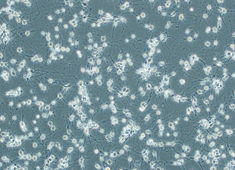 None Fischer 344 (F344) Fetal Rat Hippocampus Neurons FHCFN-00001