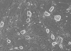 None Strain C57BL/6 Mouse Embryonic Stem Cells MUBES-01001