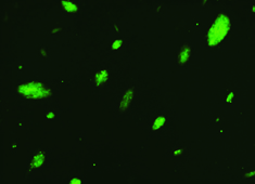 None Strain C57BL/6 Mouse Embryonic Stem Cells with GFP MUBES-01101