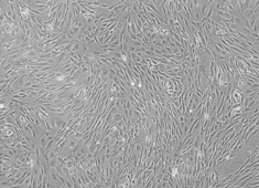 None Strain C57BL/6 Mouse Adipose-Derived Mesenchymal Stem Cells MUBMD-01001