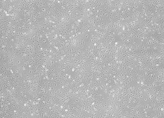 None Strain C57BL/6 Mouse Mesenchymal Stem Cells MUBMX-01001