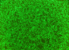 None Strain C57BL/6 Mouse Mesenchymal Stem Cells with GFP MUBMX-01101
