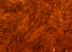 None Strain C57BL/6 Mouse Mesenchymal Stem Cells with RFP MUBMX-01201