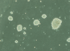 None Strain C57BL/6 Mouse Neural Stem Cells MUBNF-01001
