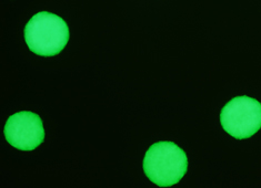 None Strain C57BL/6 Mouse Embryonic Stem Cells with RFP MUBNF-01101