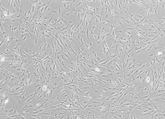 None Strain Balb/c Mouse Mesenchymal Stem Cells MUCMX-01001