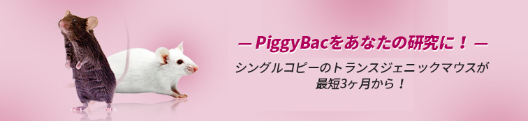 PiggyBac トランスジェニックマウス